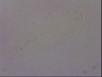 Hypsibius pallidus image