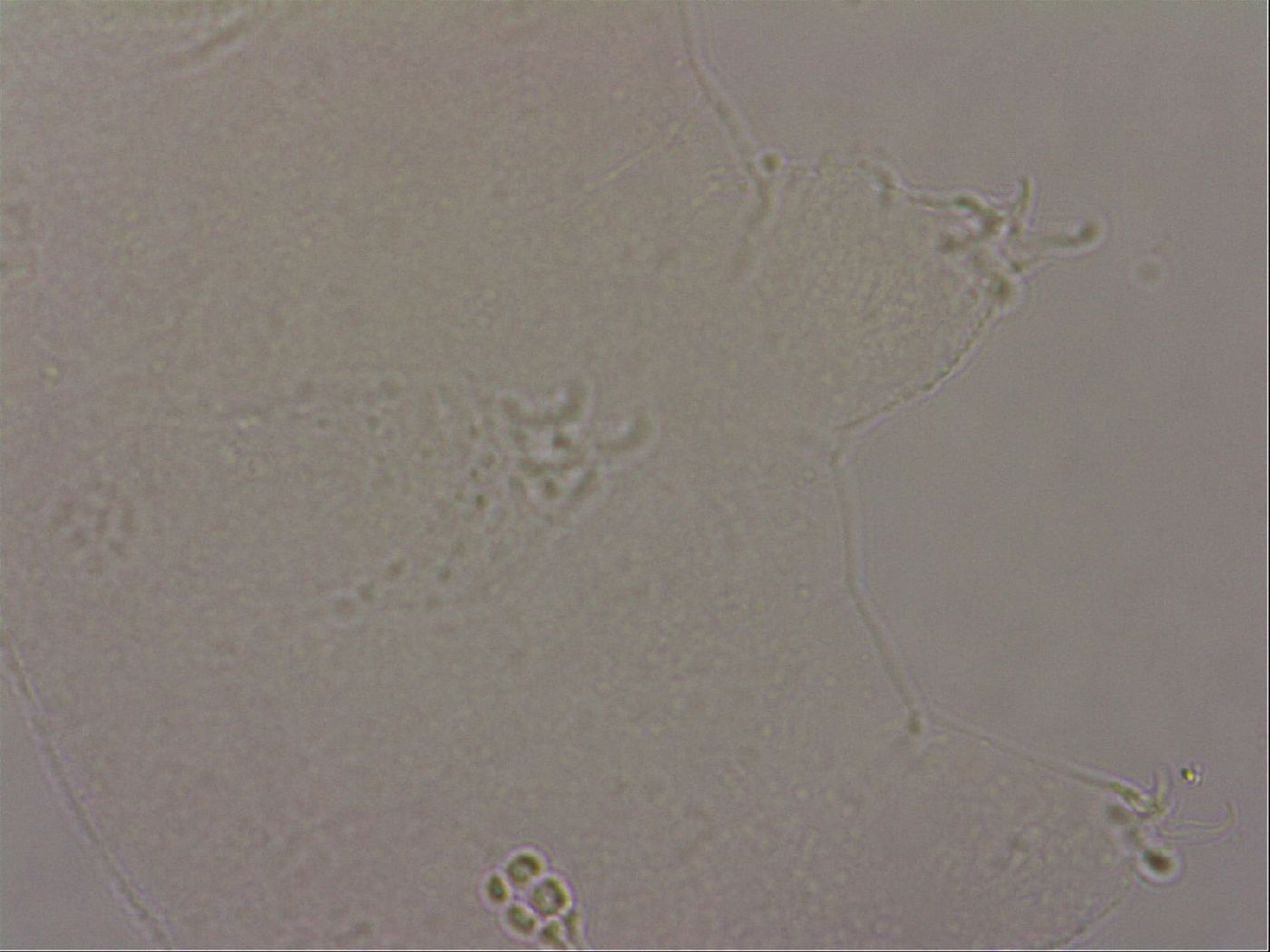 Hypsibius pallidus image