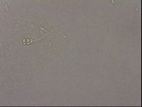 Hypsibius pallidus image