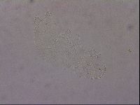 Hypsibius pallidus image