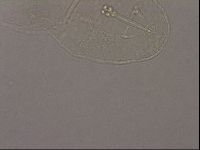 Hypsibius pallidus image
