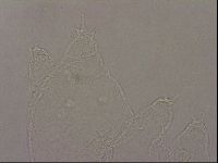 Hypsibius pallidus image