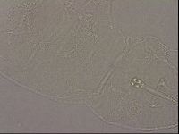 Hypsibius pallidus image