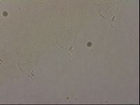 Hypsibius pallidus image