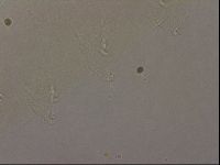 Hypsibius pallidus image