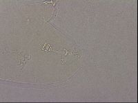 Hypsibius pallidus image
