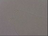 Hypsibius pallidus image