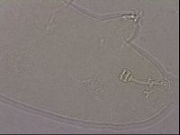 Hypsibius pallidus image