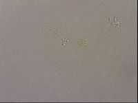 Hypsibius pallidus image