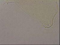 Hypsibius pallidus image