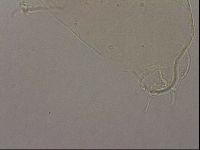 Hypsibius pallidus image