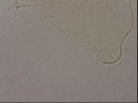 Hypsibius pallidus image