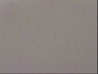 Hypsibius pallidus image