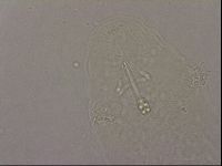 Hypsibius pallidus image