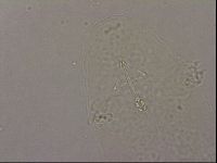 Hypsibius pallidus image