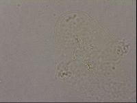 Hypsibius pallidus image