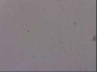 Hypsibius pallidus image