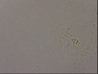 Hypsibius pallidus image