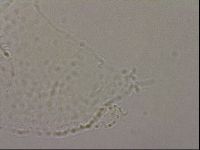 Hypsibius pallidus image