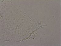 Hypsibius pallidus image