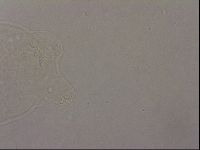 Hypsibius pallidus image