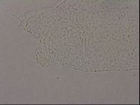 Hypsibius pallidus image