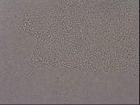 Hypsibius pallidus image