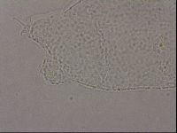 Hypsibius pallidus image
