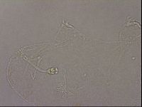 Hypsibius pallidus image