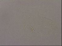 Hypsibius pallidus image