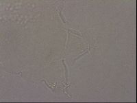 Hypsibius pallidus image