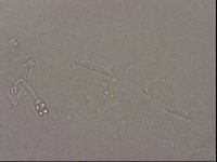 Hypsibius pallidus image
