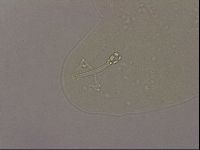 Hypsibius pallidus image