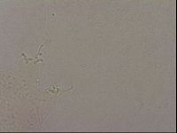 Hypsibius pallidus image