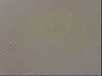 Hypsibius pallidus image