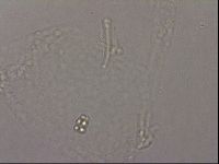 Hypsibius pallidus image