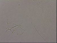 Hypsibius pallidus image