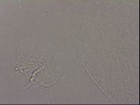 Hypsibius pallidus image