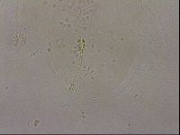 Hypsibius pallidus image