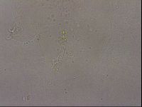 Hypsibius pallidus image