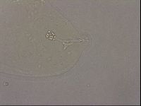 Hypsibius pallidus image