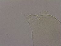 Hypsibius pallidus image