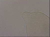 Hypsibius pallidus image