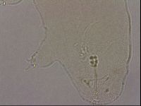 Hypsibius pallidus image