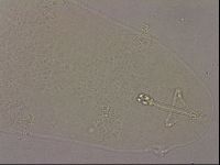 Hypsibius pallidus image