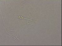 Hypsibius pallidus image