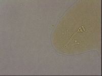 Hypsibius pallidus image