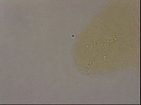 Hypsibius pallidus image