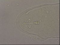 Hypsibius pallidus image