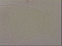 Hypsibius pallidus image